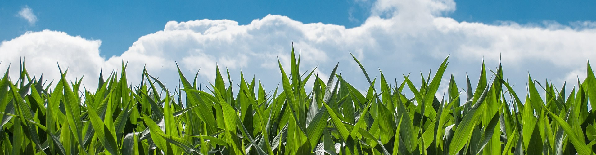 corn field